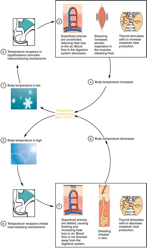 Energy and Heat Balance · Anatomy and Physiology