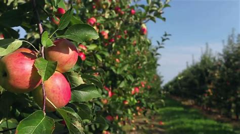 The South’s Best Apple Orchards - Southern Living