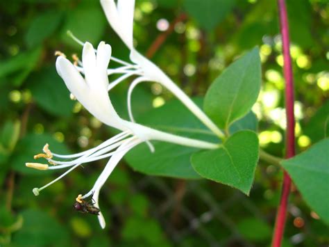 New York City Wildflowers: Japanese honeysuckle