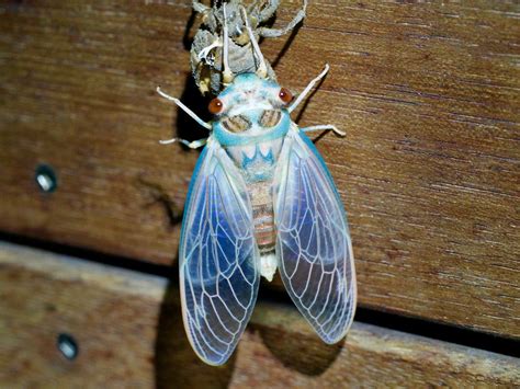 In pictures: a cicada sheds its skin