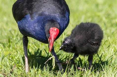 Mother Feeding Baby Pukeko Stock Photo - Download Image Now - Animal, Australasian Swamphen ...