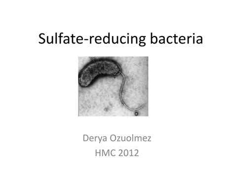 PPT - Sulfate-reducing bacteria PowerPoint Presentation, free download ...