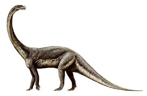 Massospondylus | Dinosaur Wiki | Fandom powered by Wikia