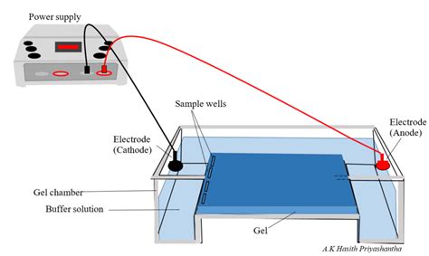 Agarose Gel Electrophoresis- Definition, Principle, Parts,, 56% OFF