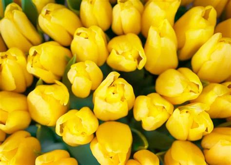 25 yellow tulips 💛 🌷 Add a burst of sunshine to your garden!