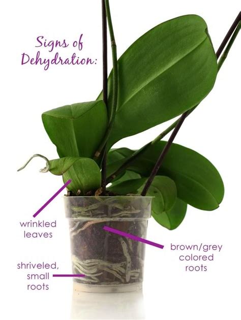 Orchid tips- signs of under watering ... | Zen Gardening | Pinterest