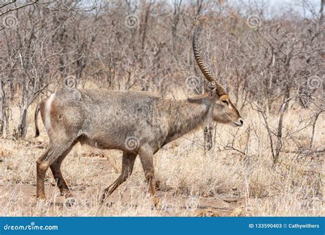 Waterbuck Antelope stock image. Image of earth, female - 133590403