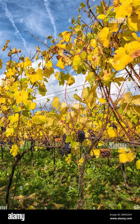 Vineyards near Halnaker, West Sussex, England Stock Photo - Alamy