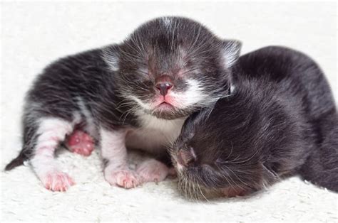 When do newborn kittens open their eyes? | Concord Vets