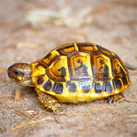 Hermann's Tortoise | Natural History