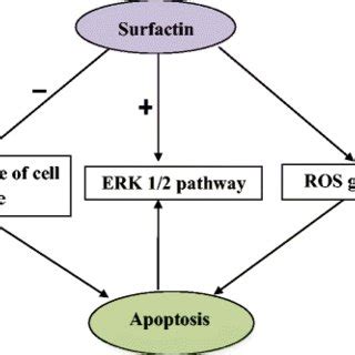 Polymyxin: mechanism of action | Download Scientific Diagram