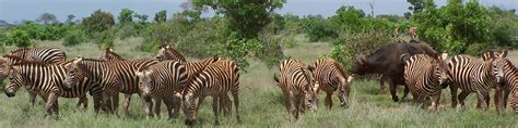 Tsavo East National Park - Wikitravel