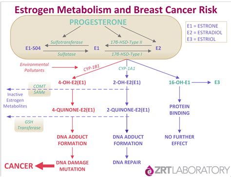 ZRT Topical Progesterone | Dr. Philip Princetta