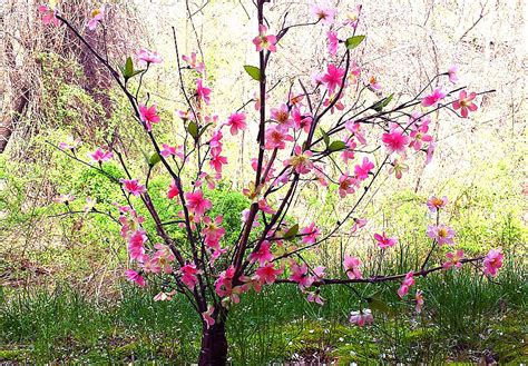 How to Make a DIY Cherry Blossom Tree (Spring Crafts) - Gina Tepper