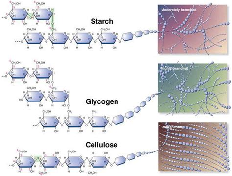 Chemical Structure Of Cellulose And Starch