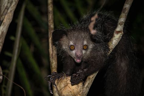 aye aye | Animais estranhos, Animais feios, Criaturas estranhas