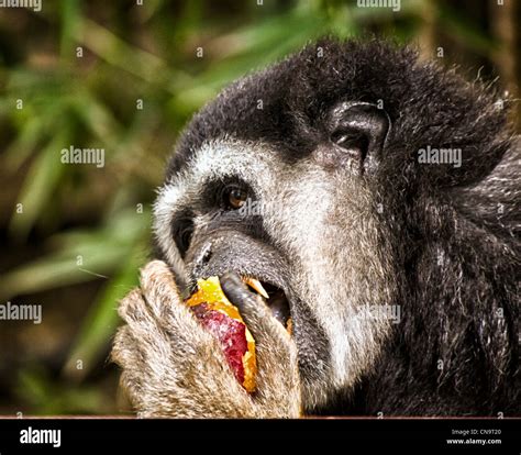 Close up of a monkey eating fruit Stock Photo - Alamy