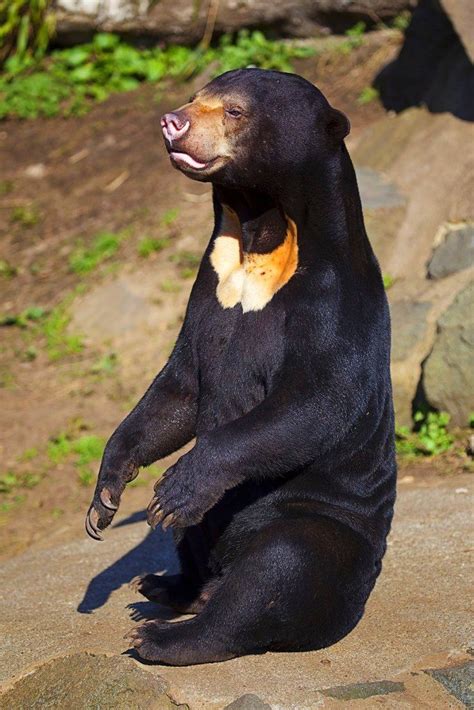 Sun bear (Helarctos malayanus), also known as the honey bear | Malayan ...