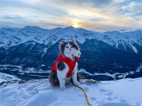 This cat is cooler than you. in 2020 | Cat climbing, Cats, Great cat