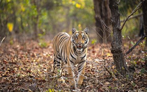 IUCN-KfW announce a Third Phase of the Integrated Tiger Habitat Conservation Programme | IUCN