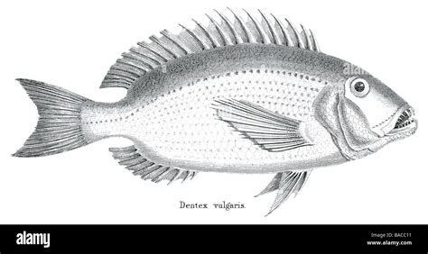 perch dentex vulgaris Perca fish freshwater Percidae Animalia Chordata Actinopterygii ...