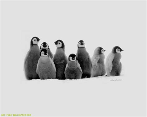 Baby Penguins Wallpapers - Wallpaper Cave