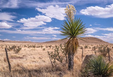 Chihuahuan Desert - WorldAtlas