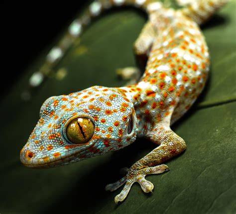 Lizards (in colour) - Animals photo contest | Photocrowd photo ...