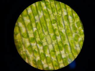 PBI 2010 Unesa: Plasmolysis