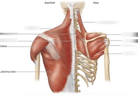 Diagram Of Shoulder Girdle - The Pectoral Girdles Human Anatomy And ...