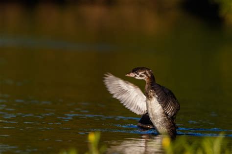 Wildlife Bonanza - Sacramento Valley