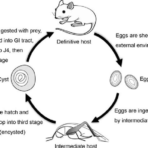 What Is The Life Cycle Of A House Mouse | Precious Pets