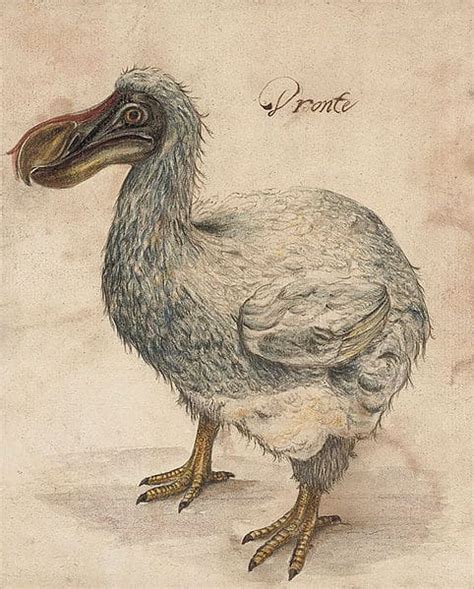 The Enigmatic Dodo Bird: A Fascinating Tale of Extinction