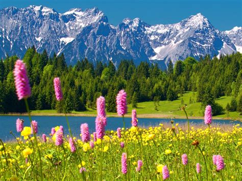 Alps Flowers Wallpapers - Top Free Alps Flowers Backgrounds - WallpaperAccess