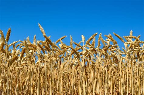 North Dakota spring wheat prospects seen below 2019, crop experts say - Alberta Farmer Express