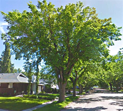 Dutch Elm Disease-What To Look Out For & What To Do - DiscoverWeyburn.com - Local news, Weather ...