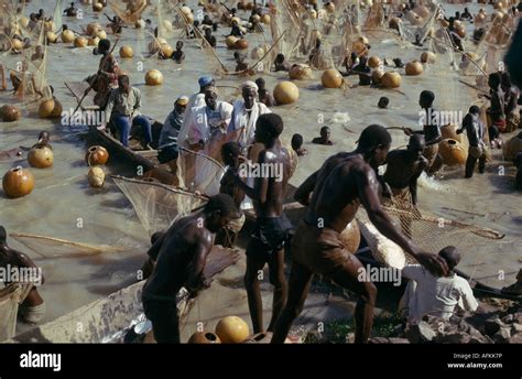 Argungu fishing festival nigeria hi-res stock photography and images ...