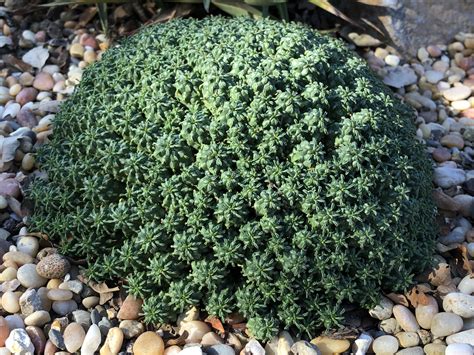 Euphorbia clavarioides | Deer resistant garden, California garden ...