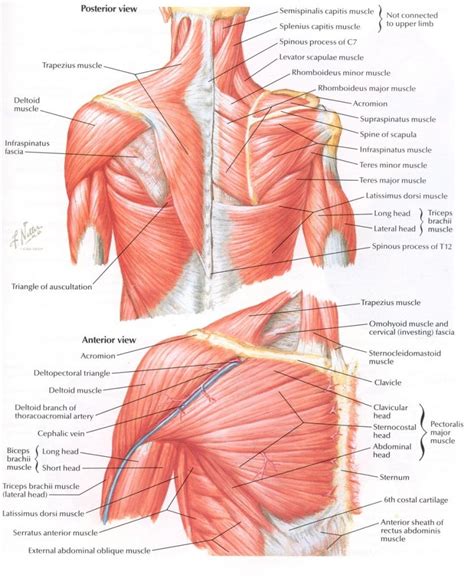 Paraspinal Muscles Anatomy Paraspinal Muscles Anatomy Human Anatomy Library photo, Paraspinal ...