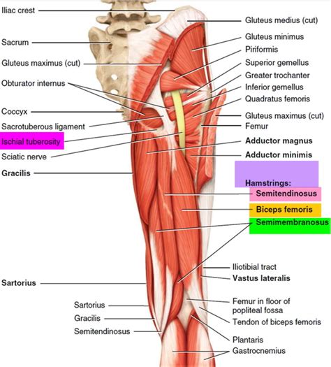 Hamstring Injury - Causes, Symptoms, Recovery Time & Treatment