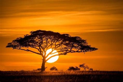 Image result for african savannah | Africa sunset, African tree, African sunset