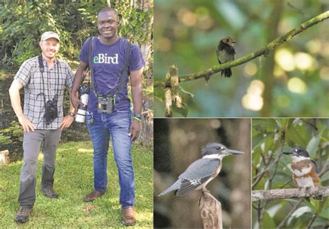 New species of birds recorded in Guyana - Guyana Times