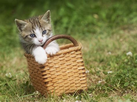 30 Cutest Photos of Cats in Baskets - Best Photography, Art, Landscapes and Animal Photography