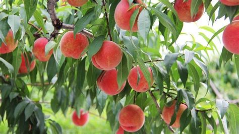 Fruit Picking in Japan