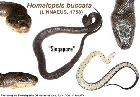 Homalopsis buccata | The Reptile Database