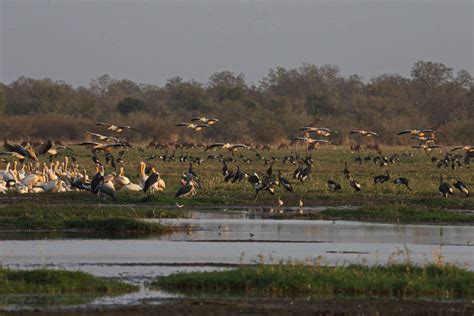 Blown away by Zakouma National Park - Africa Geographic