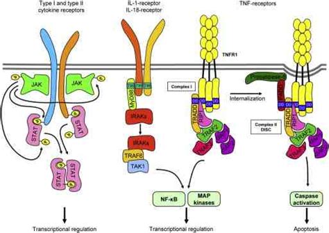 Signal transduction of cytokine receptors. Type I and type II cytokine ...