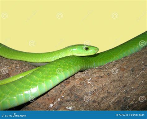 Green mamba snake stock image. Image of poisonous, lays - 7976743