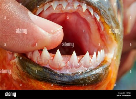 Red-bellied Piranha teeth - Rio Ipixuna Brazil Amazon Stock Photo - Alamy