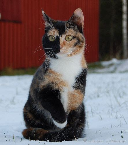 Common Calico Cat Breeds - Pets Lovers